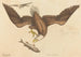De witte adelaar (Falco leucocephalus) - Mark Catesby — weergave van het kunstwerk