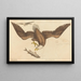 De witte adelaar (Falco leucocephalus) - Mark Catesby — ingelijst kunstwerk aan de muur