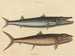De barracuda - Mark Catesby — weergave van het kunstwerk
