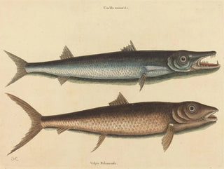 De barracuda - Mark Catesby — weergave van het kunstwerk