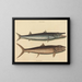 De barracuda - Mark Catesby — ingelijst kunstwerk aan de muur