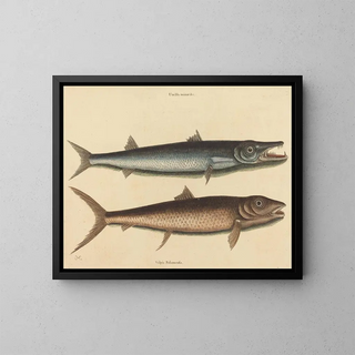 De barracuda - Mark Catesby — ingelijst kunstwerk aan de muur