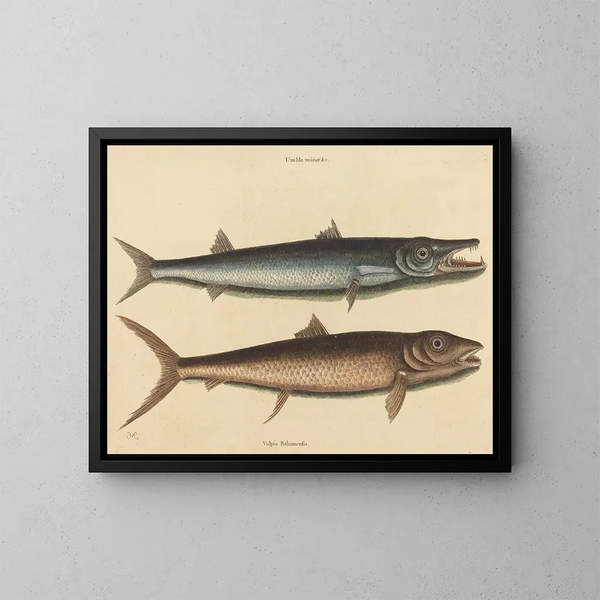 De barracuda - Mark Catesby — ingelijst kunstwerk aan de muur