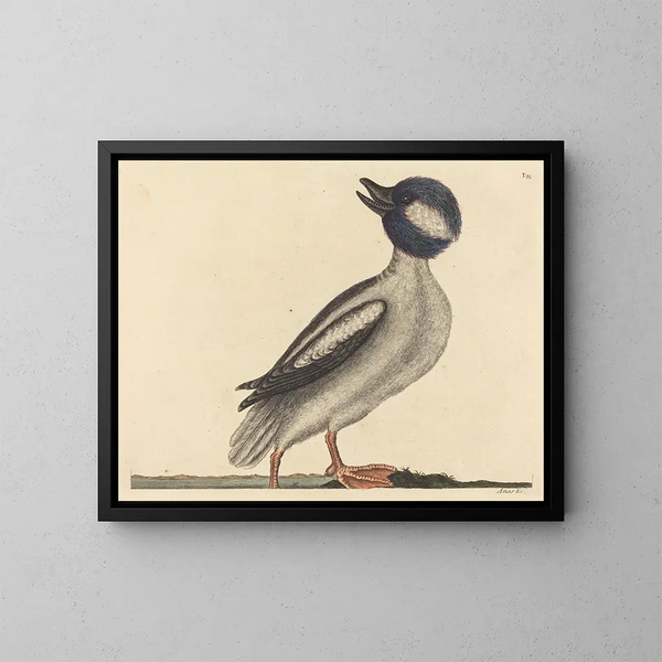 De buffelkop eend - Mark Catesby — ingelijst kunstwerk aan de muur