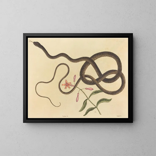 De gekke slang van de coachwhip - Mark Catesby — ingelijst kunstwerk aan de muur