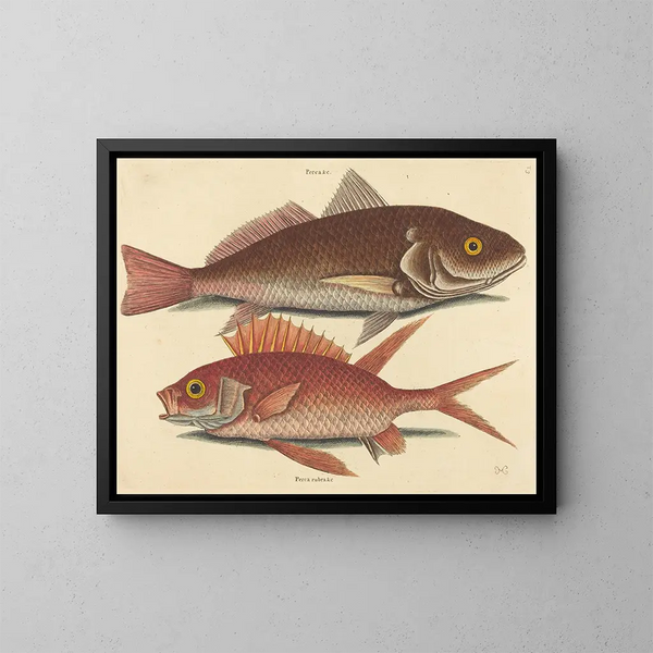 De golvende stok van Croker - Mark Catesby — ingelijst kunstwerk aan de muur