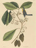 De dennenboomklimmer Parus americanus - Mark Catesby — weergave van het kunstwerk
