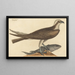 De zeearend Falco haliaetus - Mark Catesby — ingelijst kunstwerk aan de muur