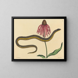 Mark Catesby - The Glass Snake Anguis ventralis.webp