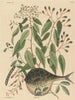 De globaalvis Tetrodon lagocephalus - Mark Catesby — weergave van het kunstwerk
