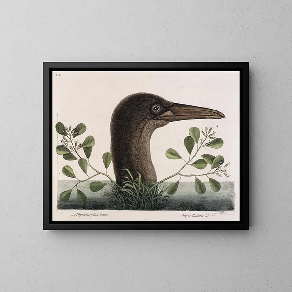 Le grand bouc à feuilles obtuses d'Anthémis Bassano - Mark Catesby — ingelijst kunstwerk aan de muur