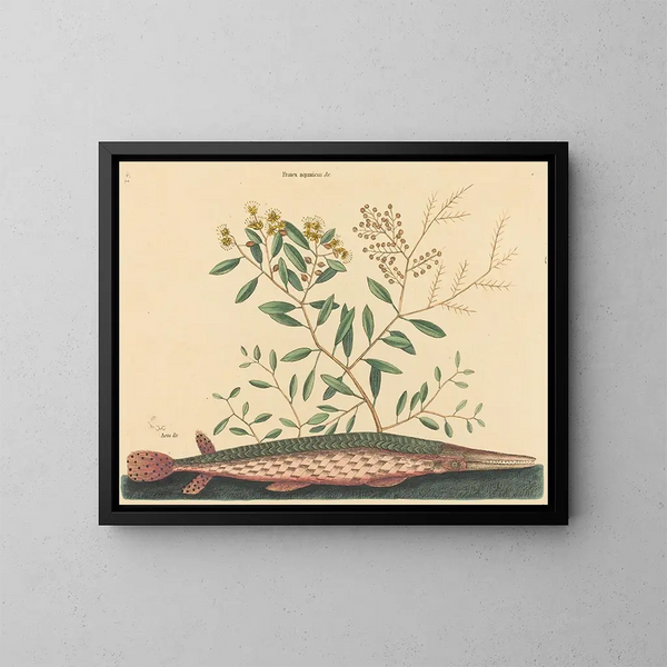 De groene vis Esox osseus - Mark Catesby — ingelijst kunstwerk aan de muur