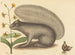 De grijze eekhoorn - Mark Catesby — weergave van het kunstwerk