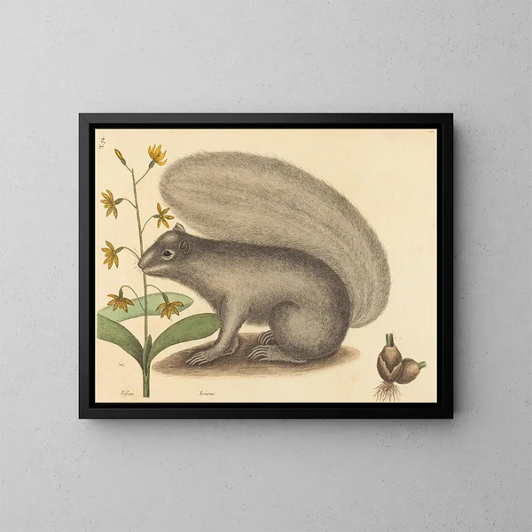 De grijze eekhoorn - Mark Catesby — ingelijst kunstwerk aan de muur