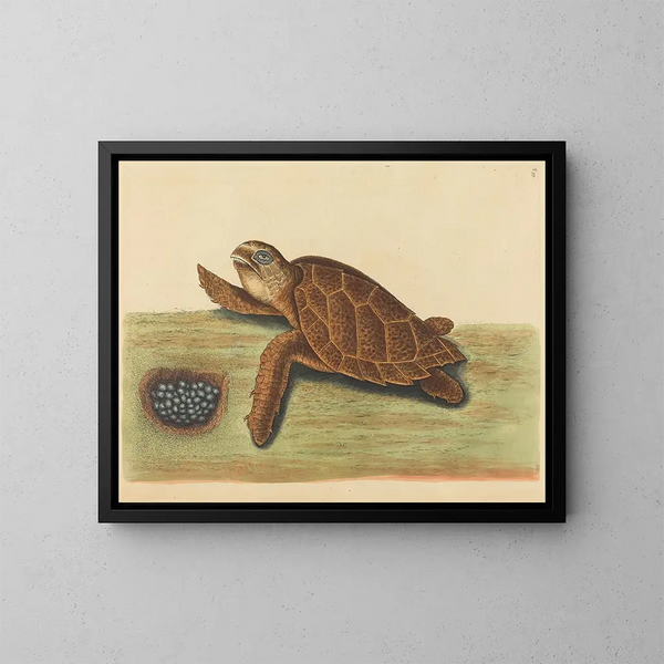 De schildpad - Mark Catesby — ingelijst kunstwerk aan de muur