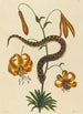 Le Serpent à Nez de Cochon Boa contortrix - Mark Catesby — weergave van het kunstwerk