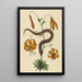 Le Serpent à Nez de Cochon Boa contortrix - Mark Catesby — ingelijst kunstwerk aan de muur
