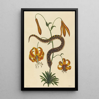 Mark Catesby - The Hognose Snake Boa contortrix.webp