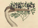 De Canadese Gans Ardea americana - Mark Catesby — weergave van het kunstwerk
