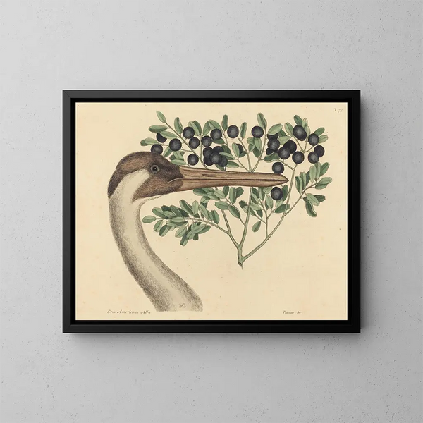 De Canadese Gans Ardea americana - Mark Catesby — ingelijst kunstwerk aan de muur