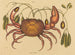 De landkrab Cancer ruricola - Mark Catesby — weergave van het kunstwerk