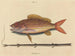 Le sparus synagris - Mark Catesby — weergave van het kunstwerk