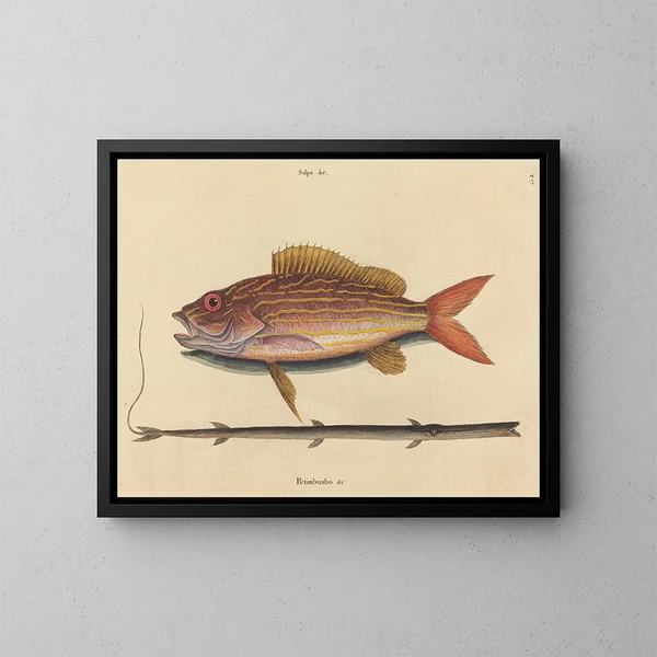 Le sparus synagris - Mark Catesby — ingelijst kunstwerk aan de muur