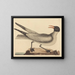 La mouette rieuse - Mark Catesby — ingelijst kunstwerk aan de muur