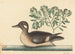 Le Petit Canard Brun, Anas rustica - Mark Catesby — weergave van het kunstwerk