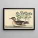 Le Petit Canard Brun, Anas rustica - Mark Catesby — ingelijst kunstwerk aan de muur