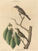 De kleine bruine moucherolle - Mark Catesby — weergave van het kunstwerk