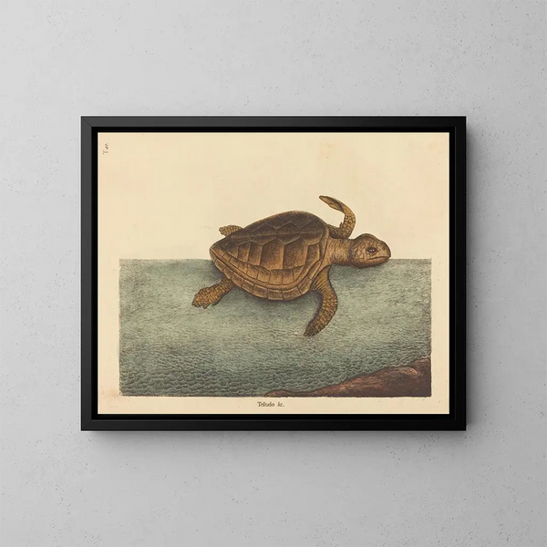 La tortue caouanne Testudo cavanna - Mark Catesby — ingelijst kunstwerk aan de muur