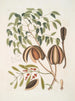 L'acajou - Mark Catesby — weergave van het kunstwerk