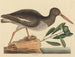 De oestereter haaientand Haematopus ostralegus - Mark Catesby — weergave van het kunstwerk