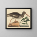 De oestereter haaientand Haematopus ostralegus - Mark Catesby — ingelijst kunstwerk aan de muur