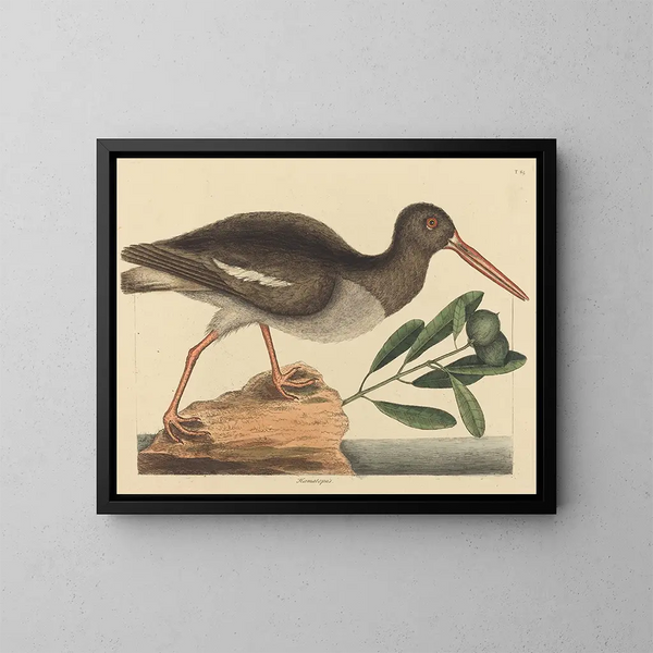 De oestereter haaientand Haematopus ostralegus - Mark Catesby — ingelijst kunstwerk aan de muur