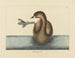 Le Grèbe à bec bigarré - Mark Catesby — weergave van het kunstwerk