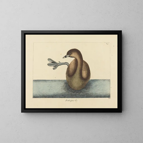 Le Grèbe à bec bigarré - Mark Catesby — ingelijst kunstwerk aan de muur