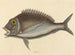 Le Porgy Sparus chrysops - Mark Catesby — weergave van het kunstwerk