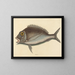 Le Porgy Sparus chrysops - Mark Catesby — ingelijst kunstwerk aan de muur