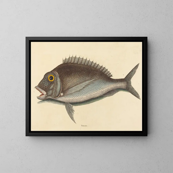 Le Porgy Sparus chrysops - Mark Catesby — ingelijst kunstwerk aan de muur