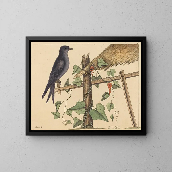 De paarse merel - Mark Catesby — ingelijst kunstwerk aan de muur