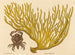De rode pincerskrab Cancer erythropus - Mark Catesby — weergave van het kunstwerk