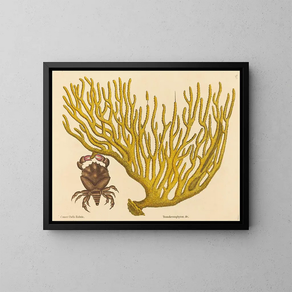 De rode pincerskrab Cancer erythropus - Mark Catesby — ingelijst kunstwerk aan de muur