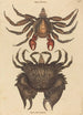 Le Crabe Rocheux Motté Rouge Cancer grapsus - Mark Catesby — weergave van het kunstwerk