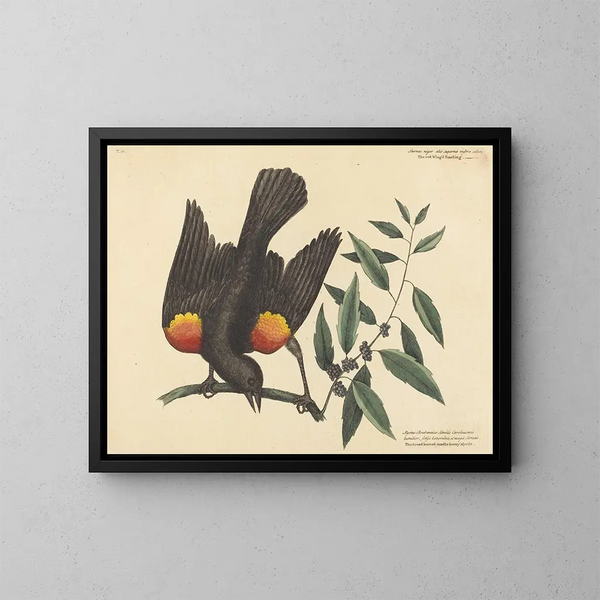 De merel met rode vleugels - Mark Catesby — ingelijst kunstwerk aan de muur