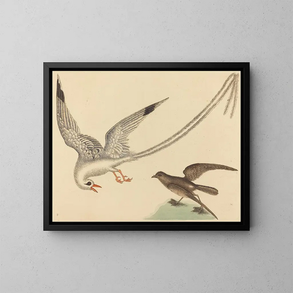 Le bruant des rizières - Mark Catesby — ingelijst kunstwerk aan de muur