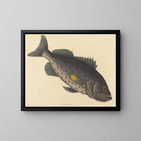 De giftige snoekbaars - Mark Catesby — ingelijst kunstwerk aan de muur