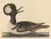 De eend met kap - Mark Catesby — weergave van het kunstwerk