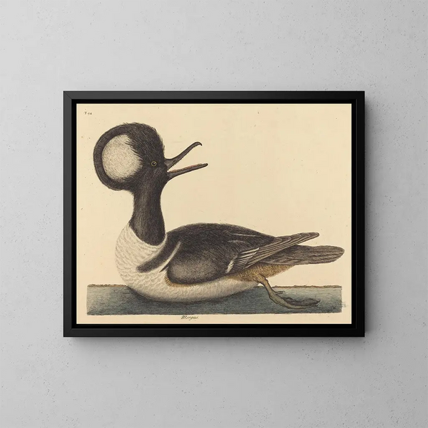 De eend met kap - Mark Catesby — ingelijst kunstwerk aan de muur